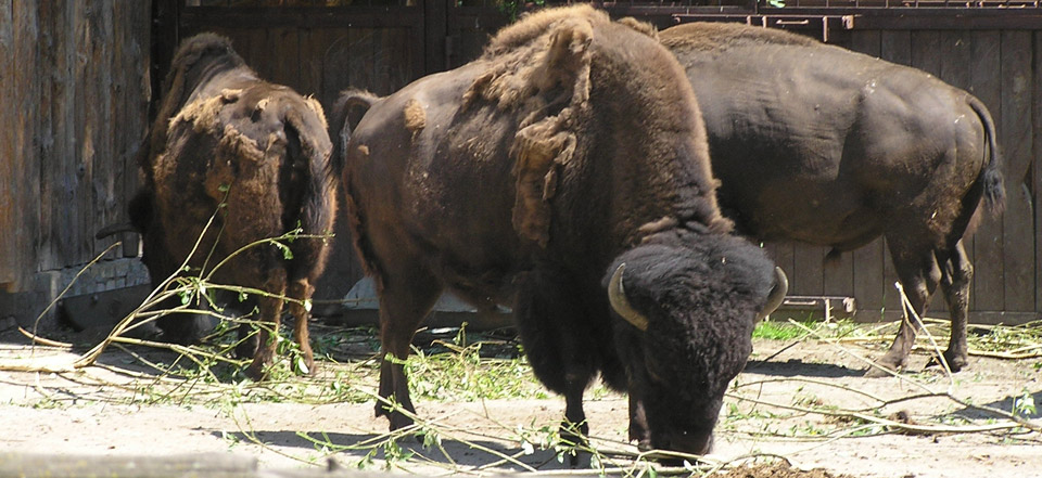 网站攻击软件工具