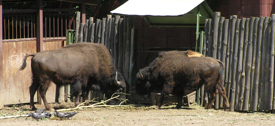 手机版ddos攻击器