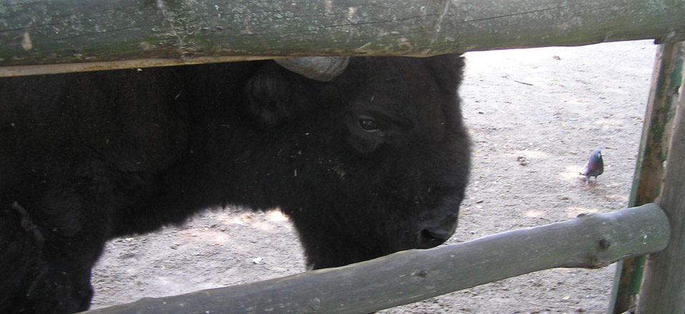 充满生机的DDOS网页端源码